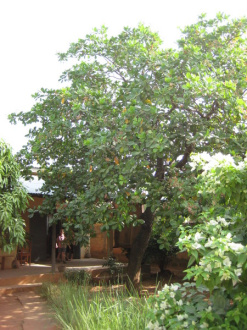 02 Son Arbre   L Anarcadier